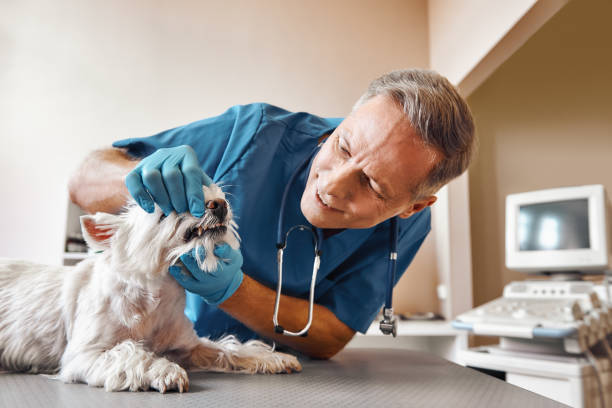 Best 24-Hour Emergency Dentist in Gman, IL